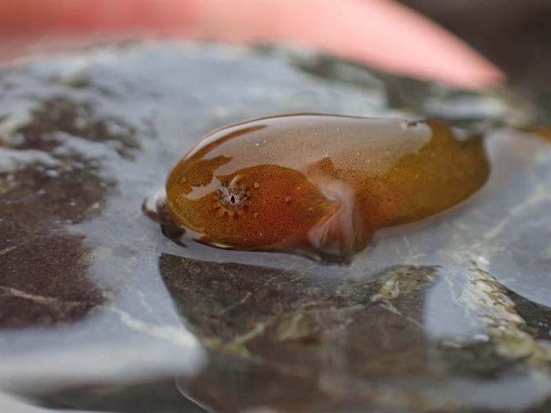 Tidepool snailfish, Tidepool Snailfish - Liparis florae, Liparis florae