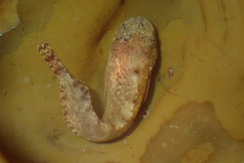 Montagus seasnail, Montagus Seasnail - Liparis montagui, Liparis montagui