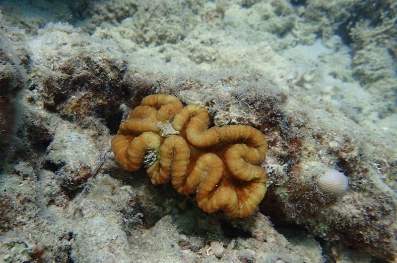 , Tooth Coral - Lobophyllia hataii, Lobophyllia hataii