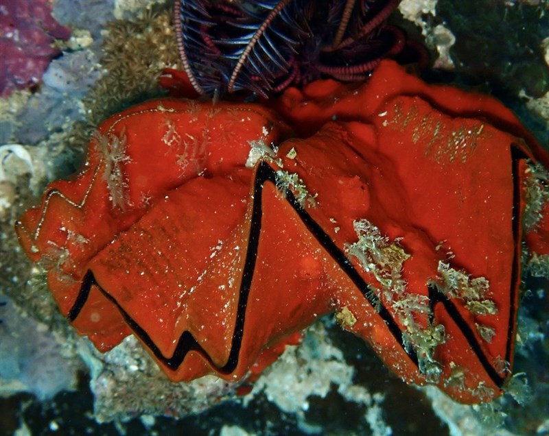 , Cock's Comb Oyster, Zigzag Clam, Lopha cristagalli