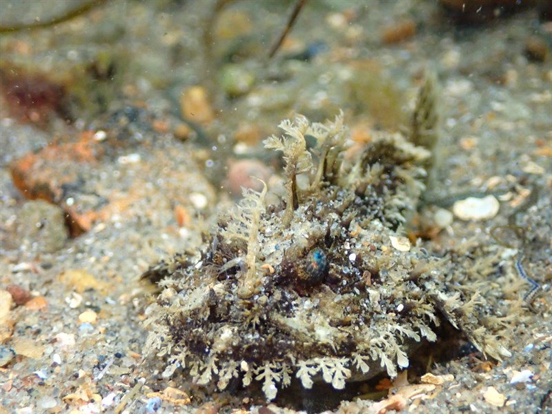 Angler, Monkfish, Lophius piscatorius