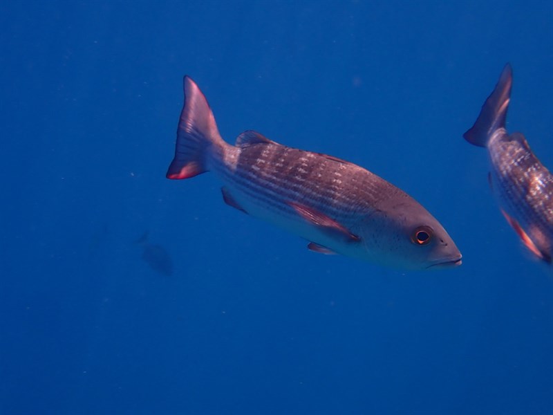 Mullet snapper, Mullet Snapper - Lutjanus aratus, Lutjanus aratus