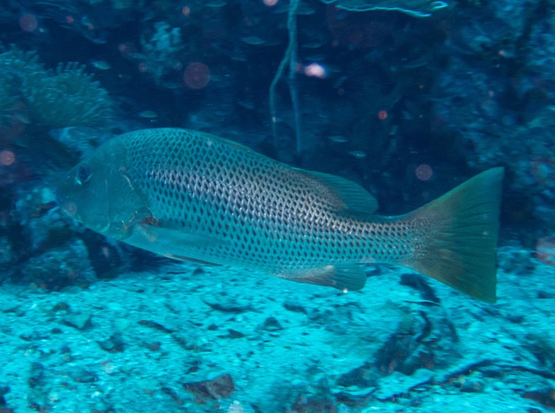 Mangrove red snapper, Mangrove Red Snapper, Lutjanus argentimaculatus