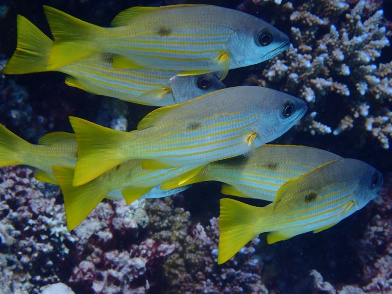 Blackspot snapper, (Black-spot Snapper, Blackspot Snapper, Ehrenberg's Seaperch, Ehrenbergs' Seaperch, Ehrenberg's Snapper, Lutjanus ehrenbergii