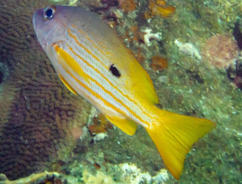 Dory snapper, Blackspot Seaperch, Black-spot Sea Perch, Black-spot Snapper, Blackspot Snapper, Dory Snapper, Finger-mark Bream, Golden Snapper, Humpback Red Snapper, Long-spot Snapper, Longspot Snapper, Malabar Thyrssa, Moses Perch, Red Bream, Snapper, Lutjanus fulviflamma