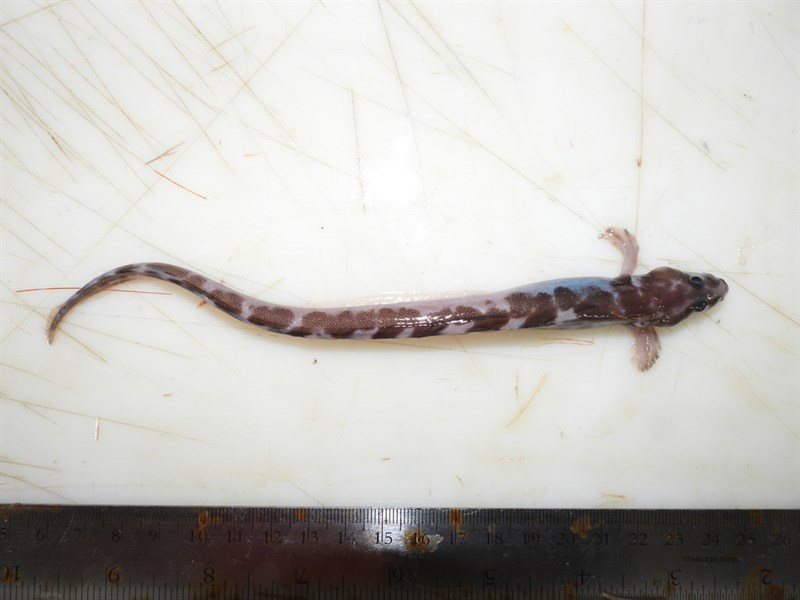 Checkered wolf eel, Checkered Wolf Eel - Lycenchelys kolthoffi, Lycenchelys kolthoffi