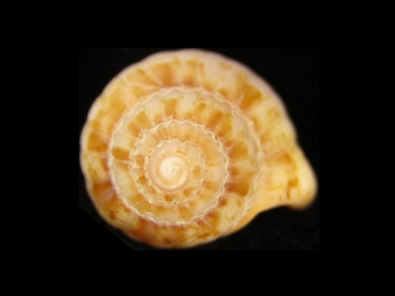 , Lyria cassidula, Lyria cassidula