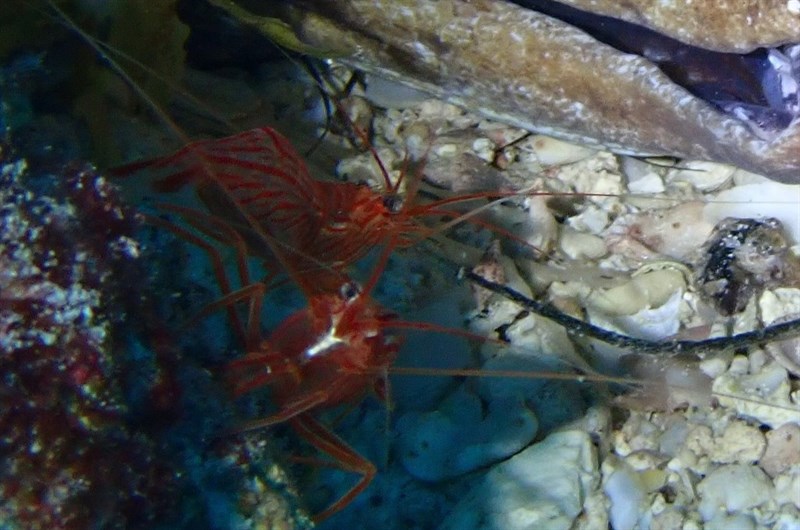 , Cleaner Shrimp, Anker's Peppermint Shrimp - Lysmata ankeri, Lysmata ankeri