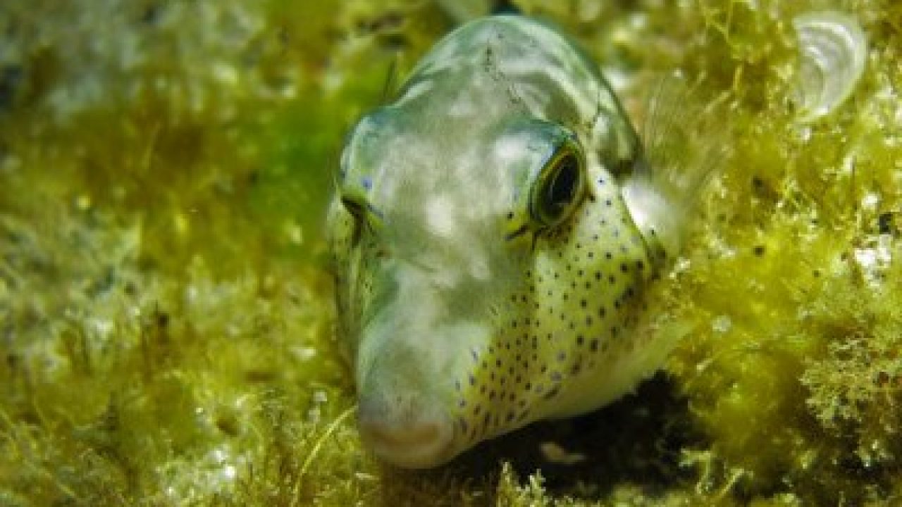 Macaronesian Sharpnose Pufferfish - Canthigaster capistrata