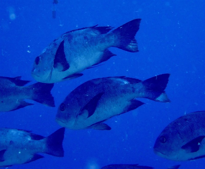 Black and white snapper, Black And White Snapper, Macolor niger