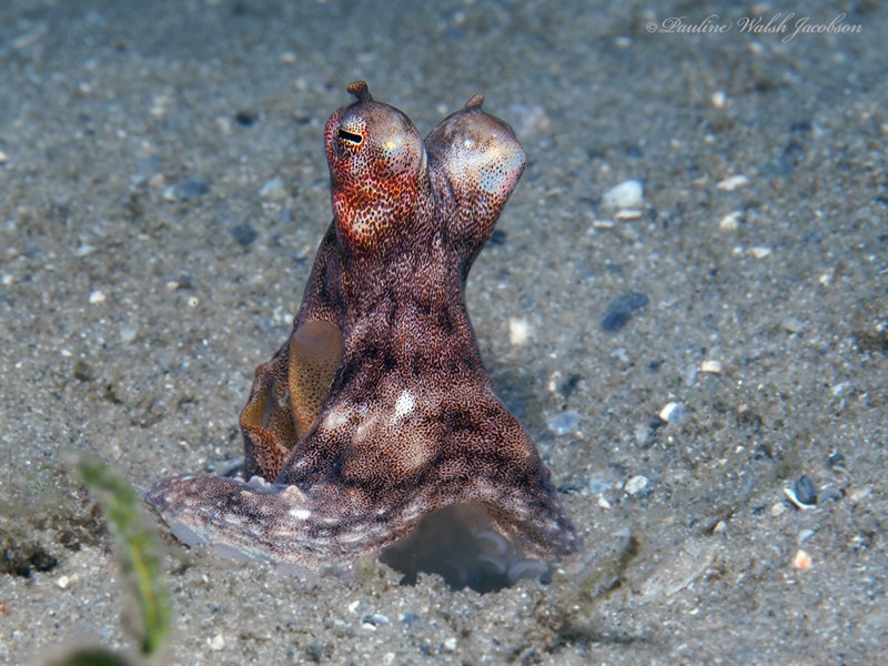 , Atlantic Longarm Octopus, Lilliput Long-armed Octopus, Lilliput Longarm Octopus, Macrotritopus defilippi