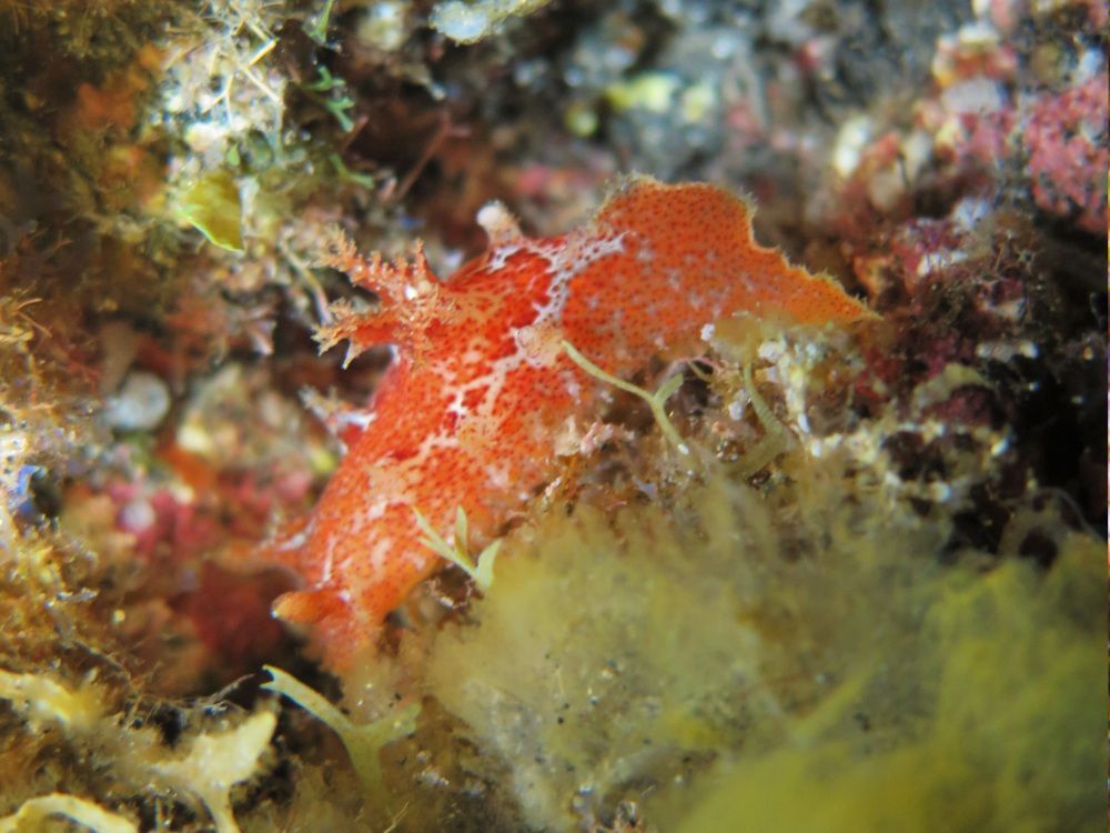 Madeira Sea Slug – Plocamopherus maderae