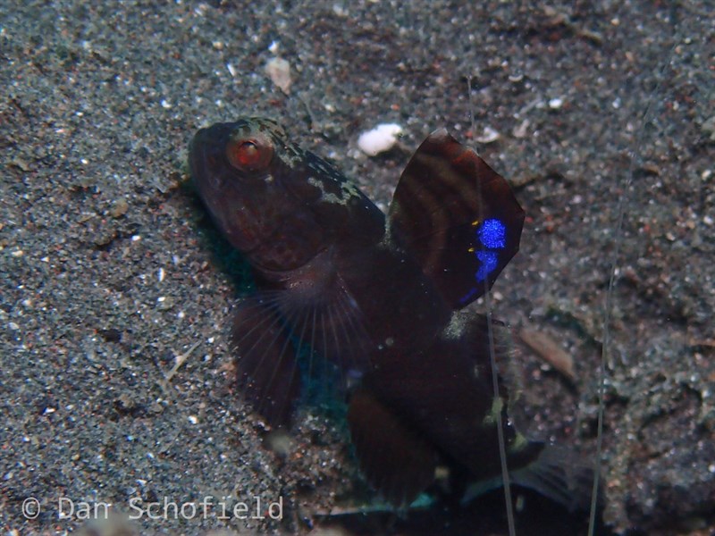 Flagfin prawn goby, Flagfin Prawn Goby, Mahidolia mystacina