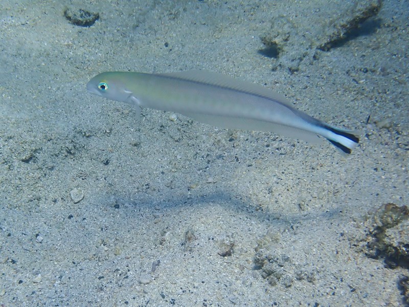 Quakerfish, Malacanthus brevirostris