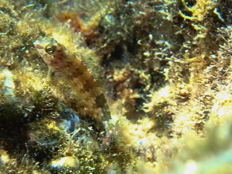 Margarita blenny, Margarita Blenny, Malacoctenus margaritae