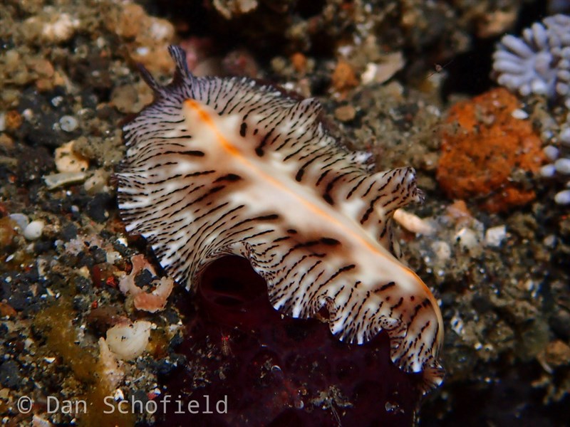 , Scarred Flatworm, Eschara Flatworm, Maritigrella eschara