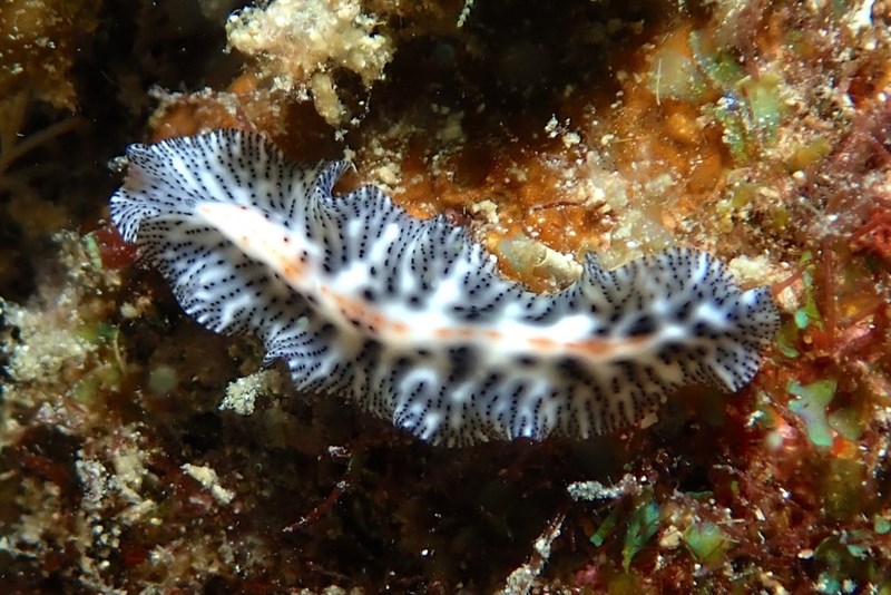 , Red-lined Flatworm, Maritigrella virgulata