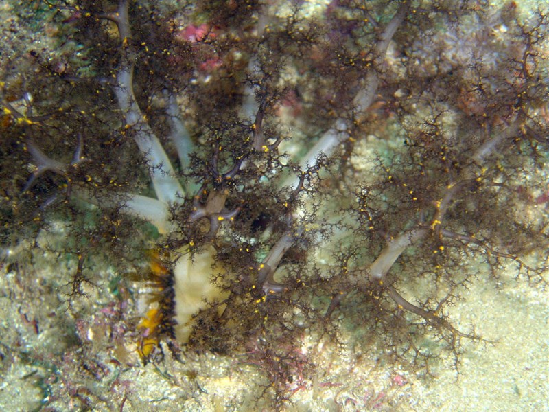 , Massinium maculosum