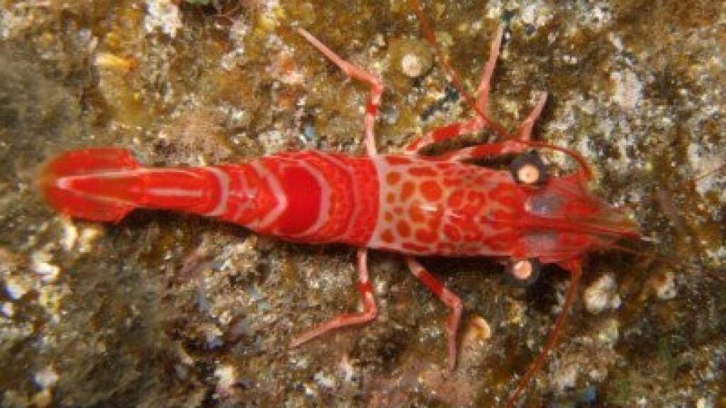 Mechanical-Shrimp-Cinetorhynchus-rigens-crustacea-species-diving-canary-islands-atlantic-ocean-canaries