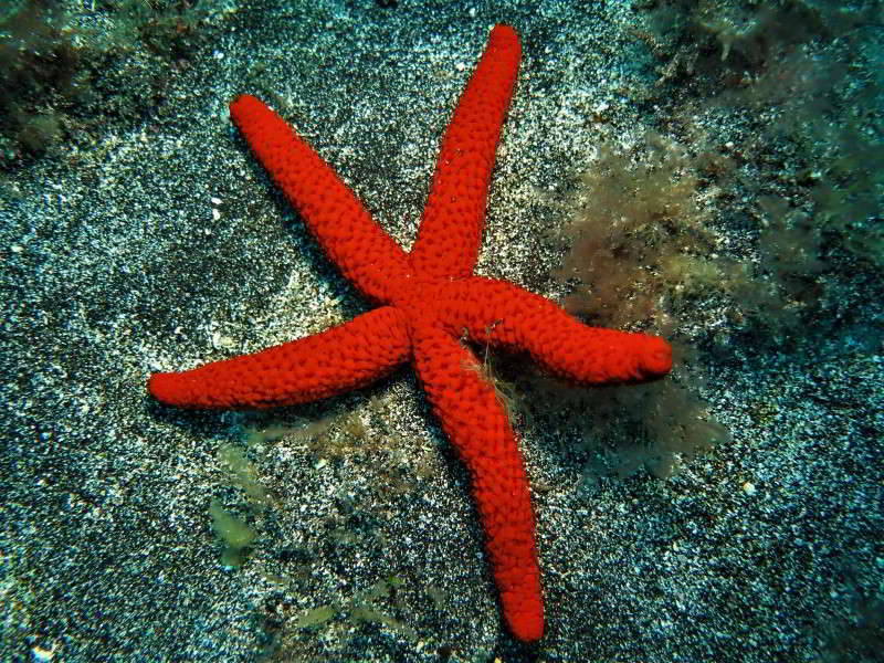 Mediterranean-Red-Sea-Star-Red-Starfish-Echinaster-sepositus-atlantic-ocean-scuba-diving-canary-islands-Mediterranean-Sea