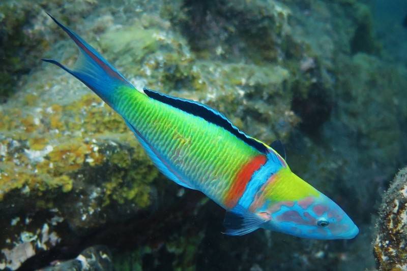 Ornate Wrasse Thalassoma