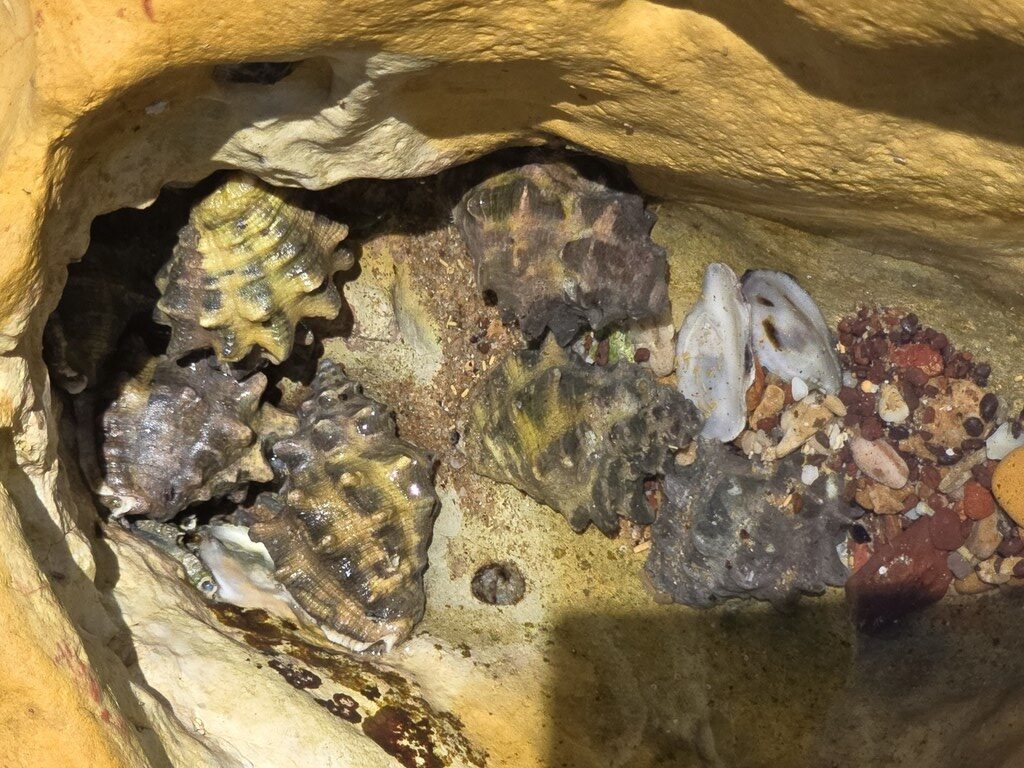Magpie Shells Tuberose Rock Shell, Magpie Purpura, Horse-Chestnut, Magpie Purple ...