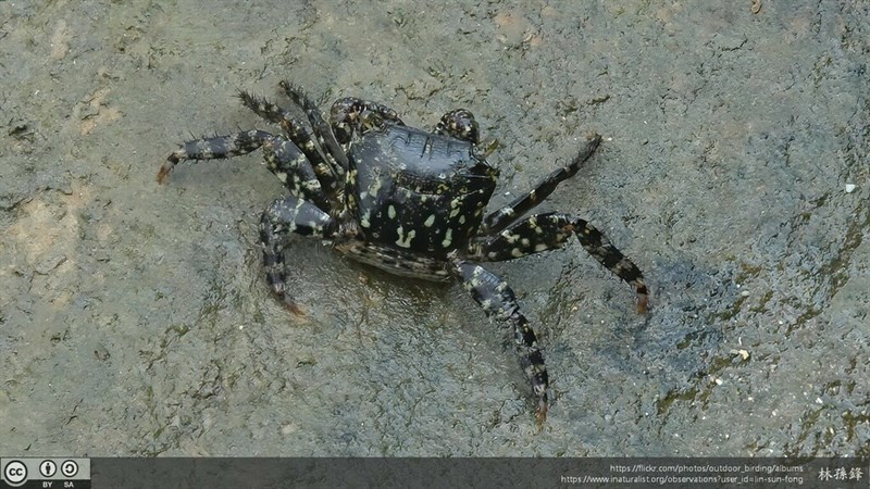 , Thukuhar Shore-crab, Alamihi Crab, Mangrove Crab, Mangrove Rock Crab, Metopograpsus thukuhar