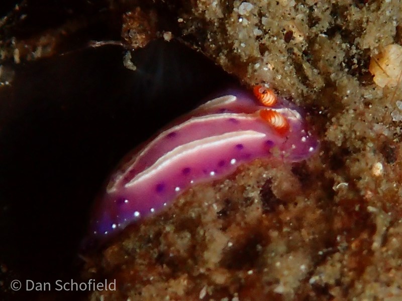 , Nudibranch, Mexichromis aurora