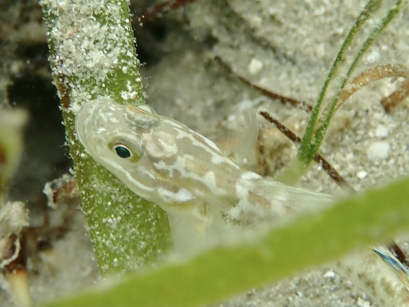 Clown goby, , Microgobius gulosus