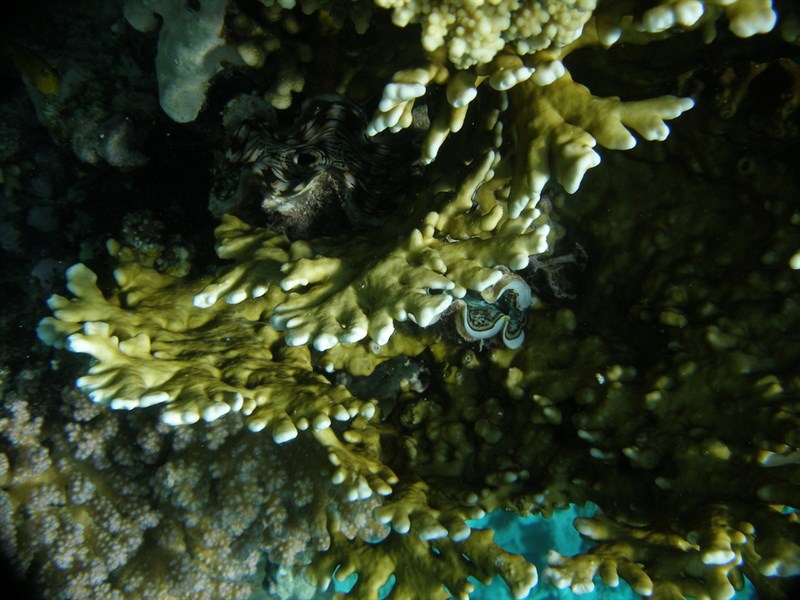 , Net Fire Coral - Millepora dichotoma, Millepora dichotoma