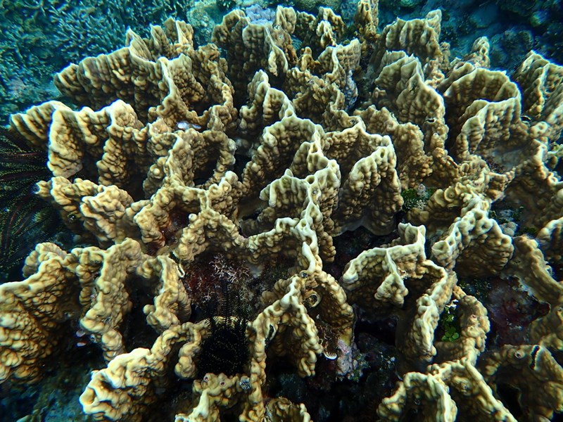 , Plate Fire Coral, Wello Fire Coral, Millepora platyphylla