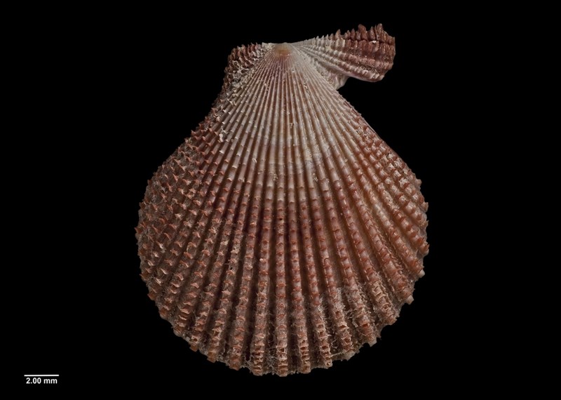 , Senatorial Scallopm, Noble Scallop - Mimachlamys sanguinea, Mimachlamys sanguinea