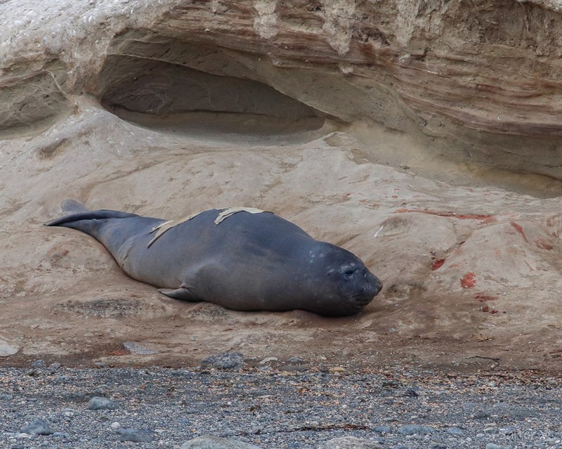 , Southern Elephant Seal, Mirounga leonina