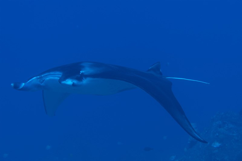 Alfred manta, Alfred Manta, Mobula alfredi