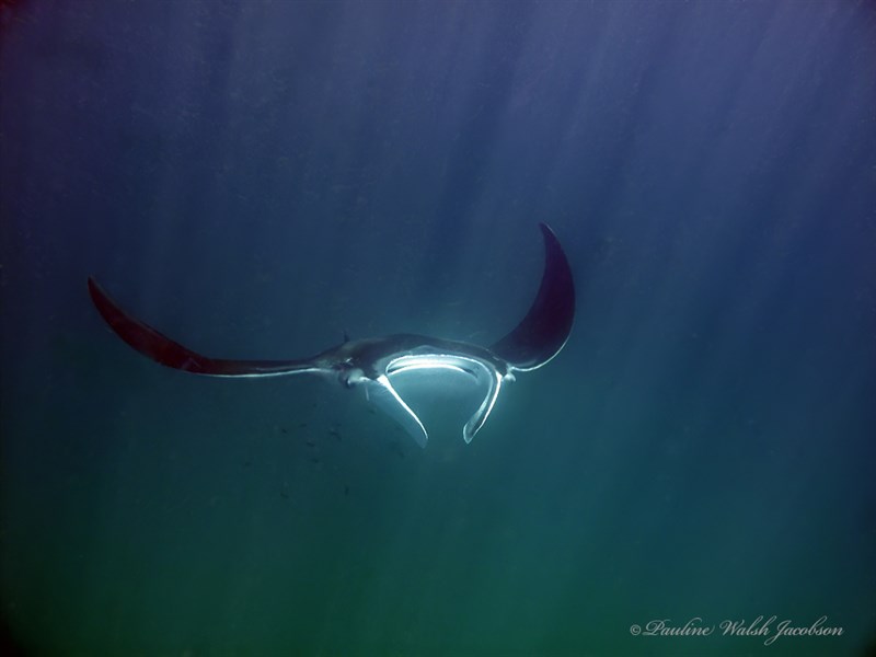 Giant manta, Giant Manta, Oceanic Manta Ray; Giant Manta Ray; Australian Devilray, Chevron Manta, Devilfish, Giant Manta, Oceanic Manta, Pacific Manta Ray, Pelagic Manta, Mobula birostris