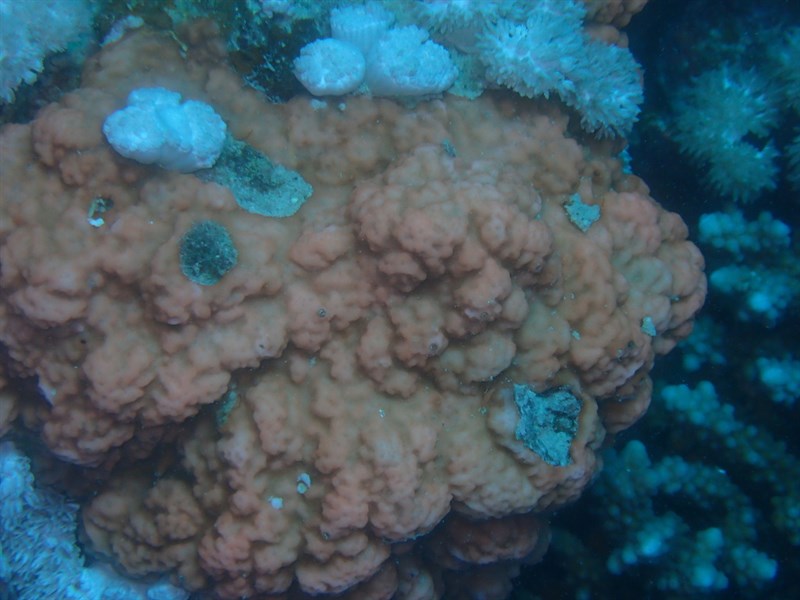 , Pore Coral, Montipora maeandrina