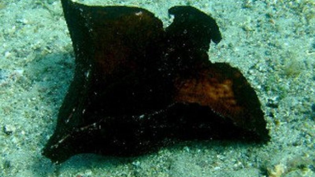 Mottled-Sea-Hare-Aplysia-fasciata-Martin-Gastropoda-diving-canary-islands-atlantic-ocean-canaries-species