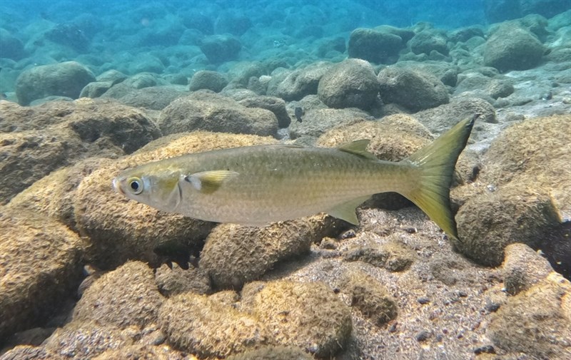 Flathead grey mullet, Flathead Grey Mullet - Mugil cephalus, Mugil cephalus