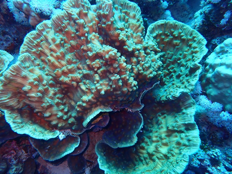 , Green Eyed Cup Coral, Mycedium umbra