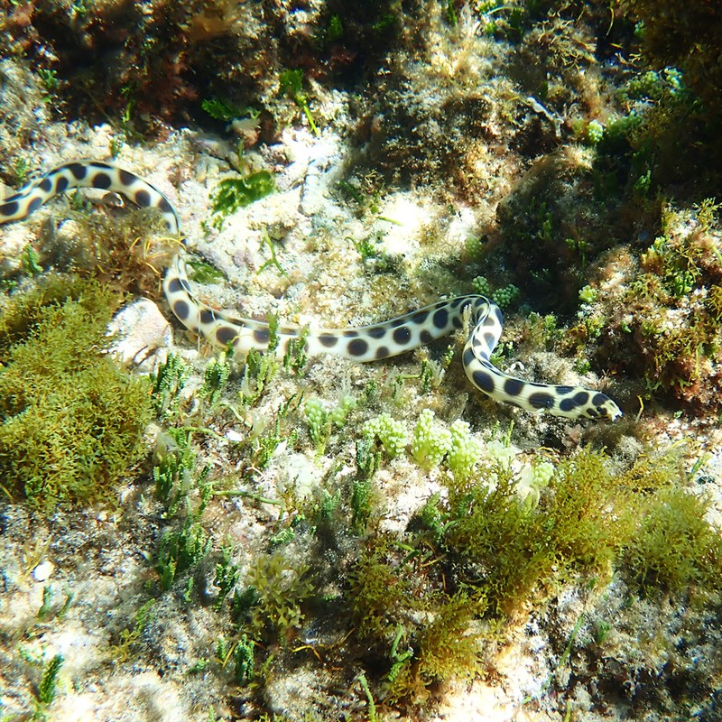 Tiger snake eel, Spotted Snake Eel, Myrichthys maculosus