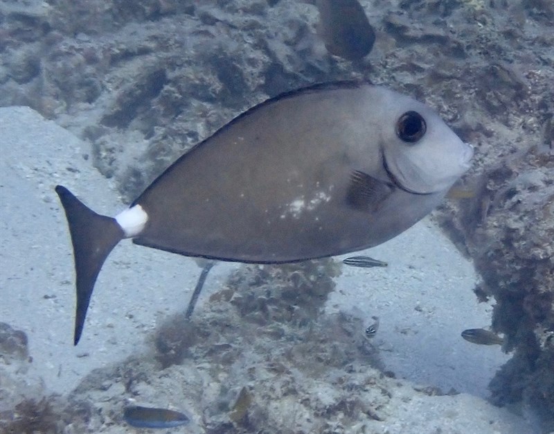 Horseface unicornfish, Fagen´s Unicornfish, Horseface Unicornfish, Blunt Unicornfish, Horseface Unicorn, Horse-face Unicorn, Naso fageni