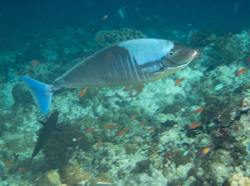 Sleek unicornfish, Blacktongue Unicornfish, Black Unicornfish, Nohorn Unicorn, Sleek Unicornfish, Thorpe's Unicornfish, Naso hexacanthus