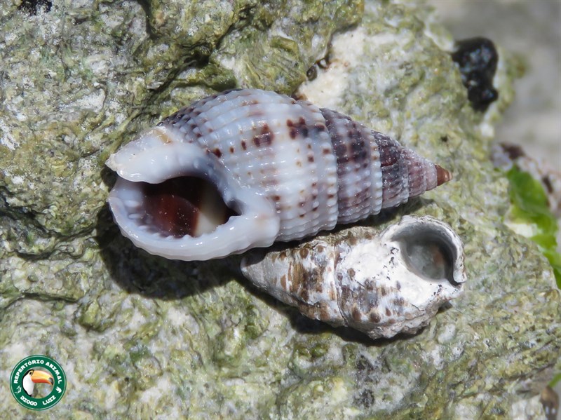 , Margarite Nassa, Margarite Nassa Mud Snail, Nassarius margaritifer