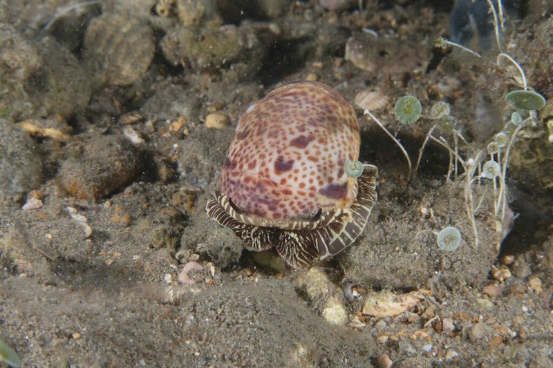 , Hebrew Moon Snail - Naticarius hebraeus, Naticarius hebraeus