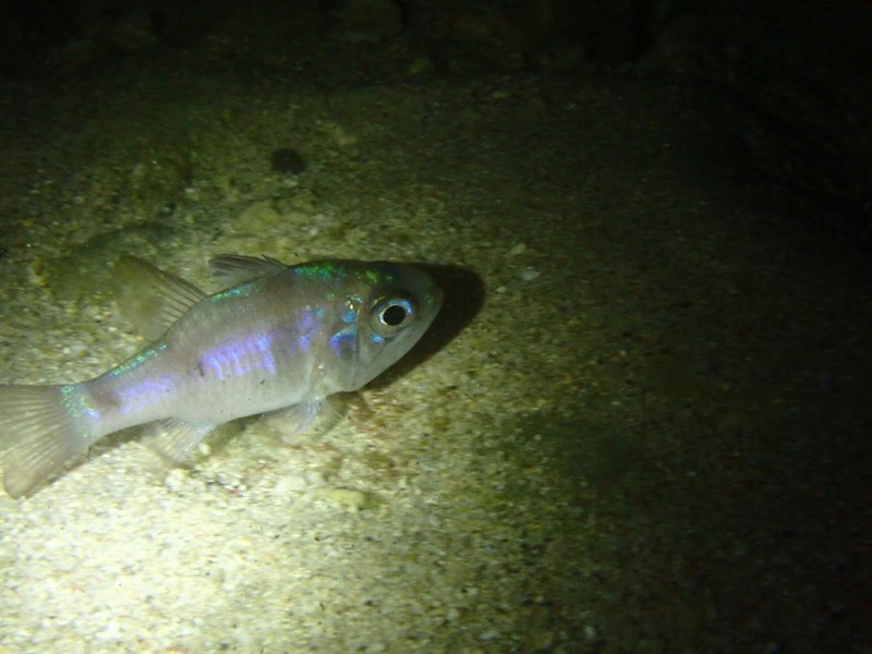 Ghost cardinalfish, Ghost Cardinalfish - Nectamia fusca, Nectamia fusca