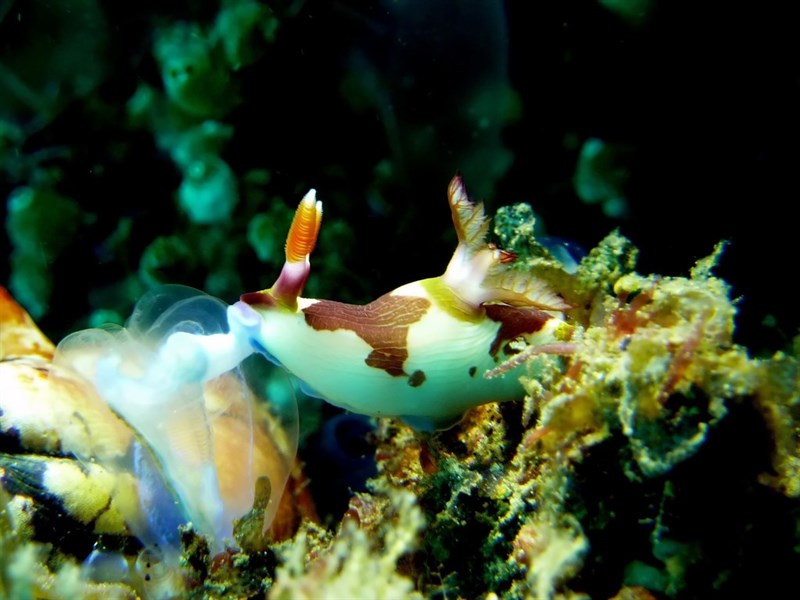 , Purple-lined Nembrotha, Nembrotha purpureolineata