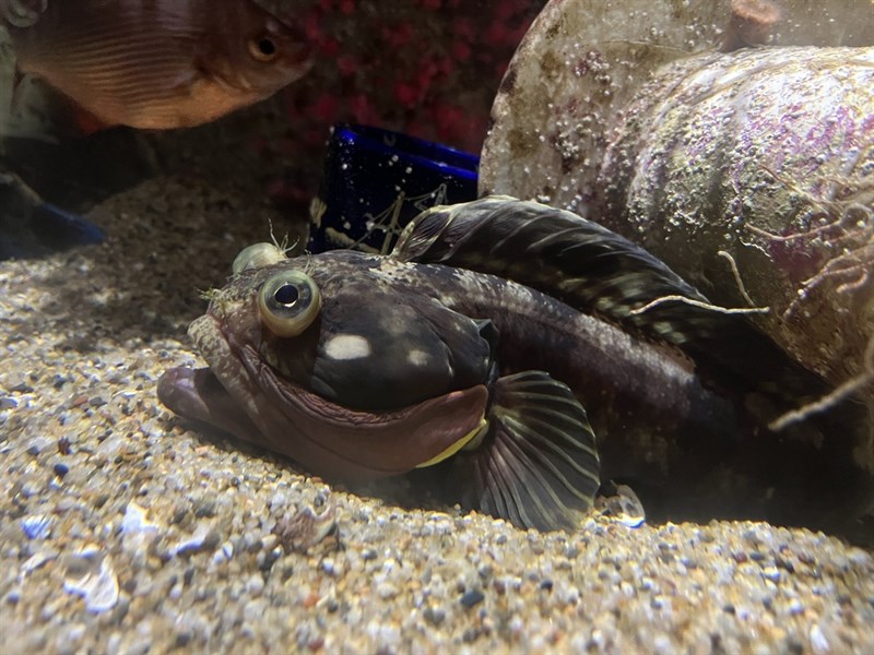 Onespot fringehead, , Neoclinus uninotatus