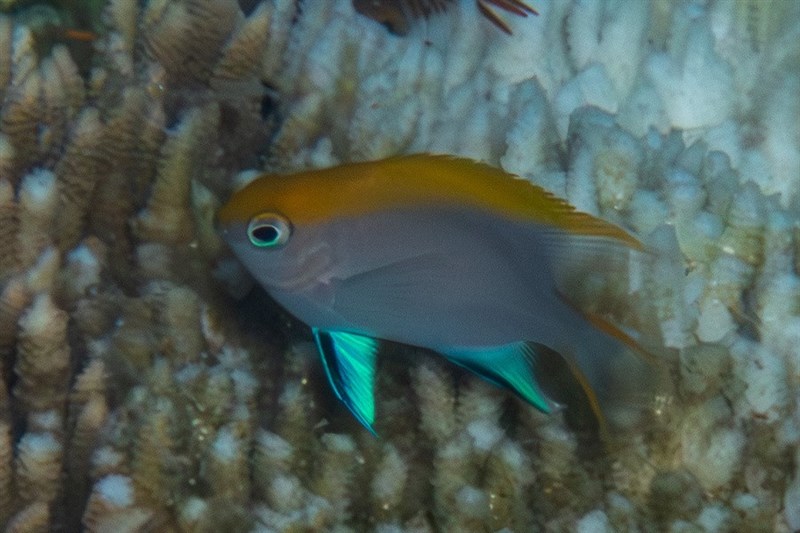 Bowtie damselfish, Bowtie Damselfish, Black Damsel, Neoglyphidodon melas