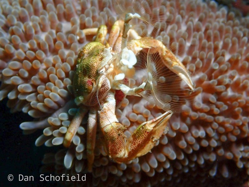 , Spiny Porcelain Crab - Neopetrolisthes spinatus, Neopetrolisthes spinatus