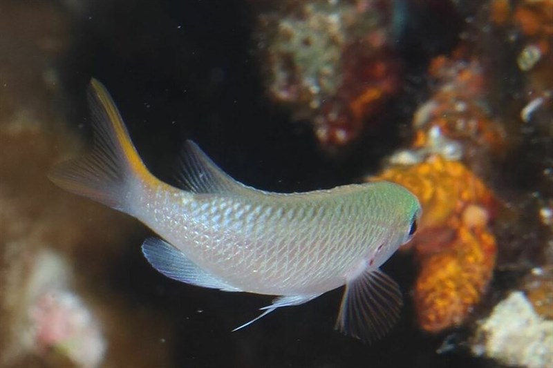 Miry's demoiselle, Miry's Demoiselle - Neopomacentrus miryae, Neopomacentrus miryae